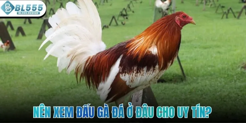 Nên xem đấu gà đá ở đâu cho uy tín và đảm bảo?