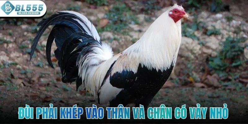 Đùi của gà chọi phải khép vào thân và chân có vảy nhỏ