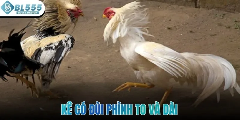 Kê có đùi phình to và dài