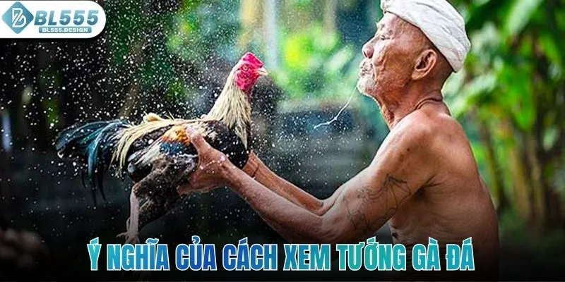 Ý nghĩa của cách xem tướng gà đá