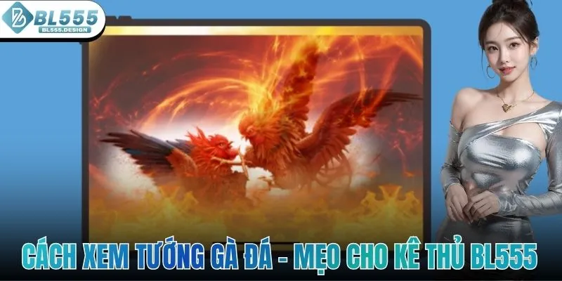 Cách Xem Tướng Gà Đá - Mẹo Cực Hay Cho Các Kê Thủ BL555