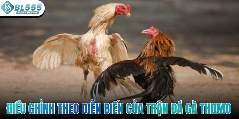 Điều chỉnh theo diễn biến của trận đá gà Thomo