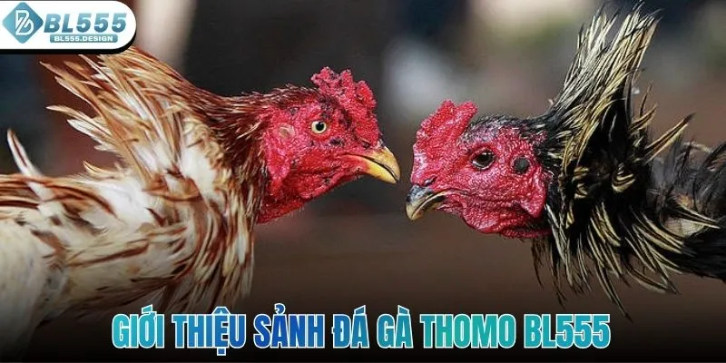 Giới thiệu sảnh đá gà Thomo BL555