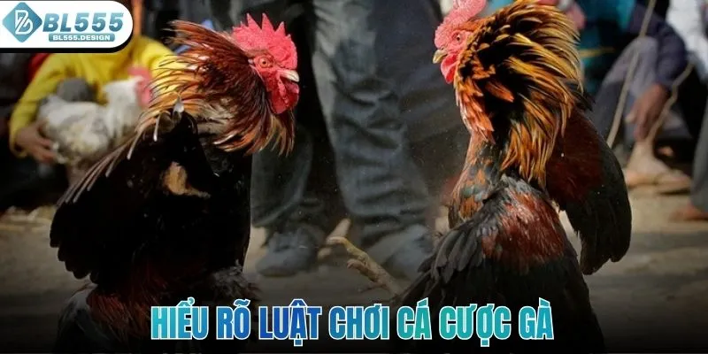 Hiểu rõ luật chơi cũng như các hình thức cá cược gà