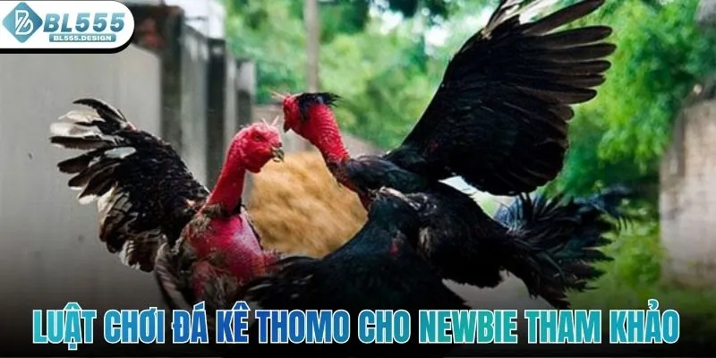 Luật chơi đá kê Thomo cho newbie tham khảo