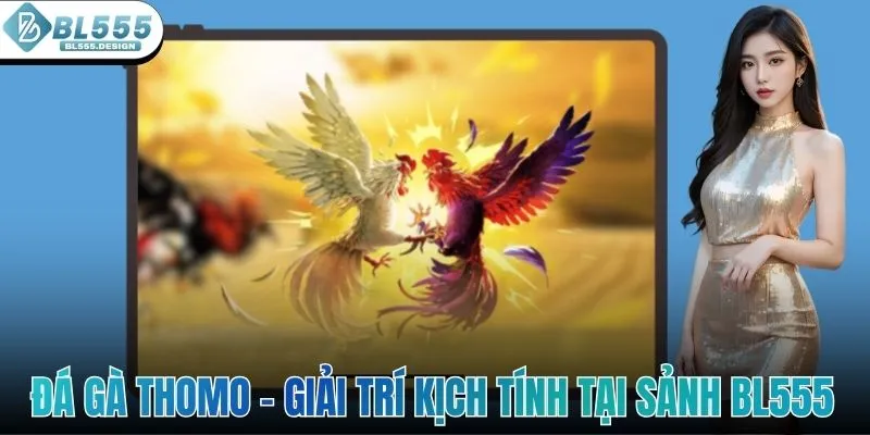 Đá Gà Thomo - Điểm Đến Giải Trí Kịch Tính Tại Sảnh BL555