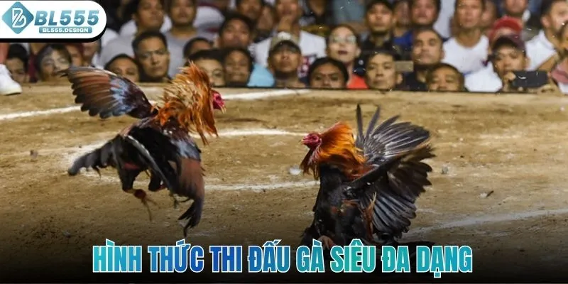 Hình thức thi đấu gà siêu đa dạng